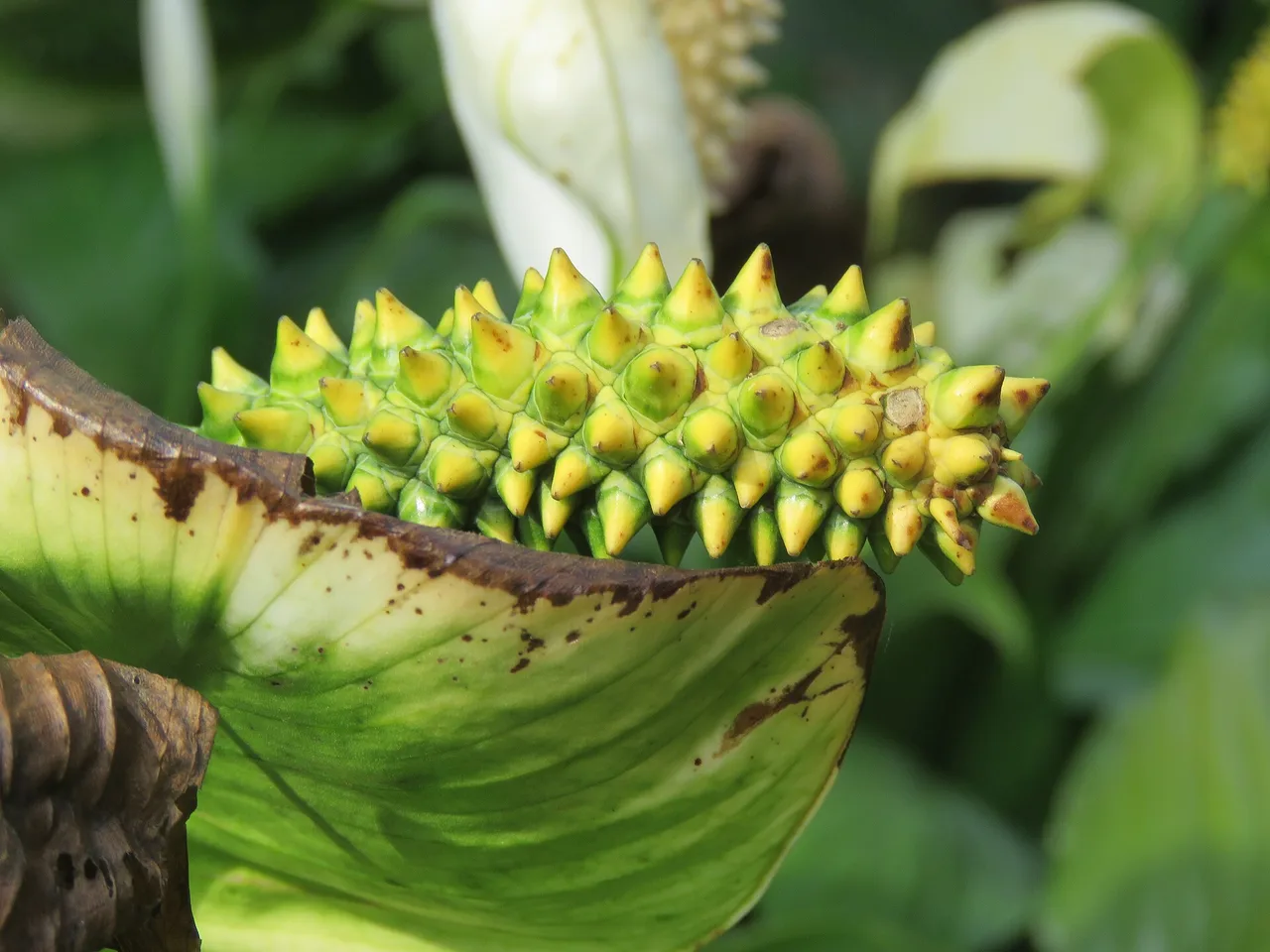 Peace Lily (Spathiphyllum wallisii)