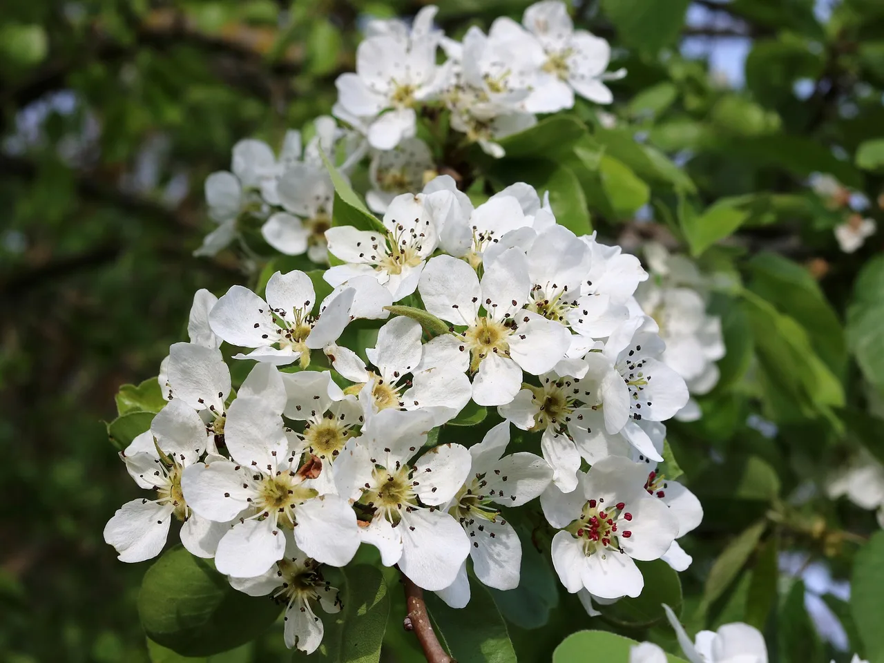 Pear (Pyrus communis)