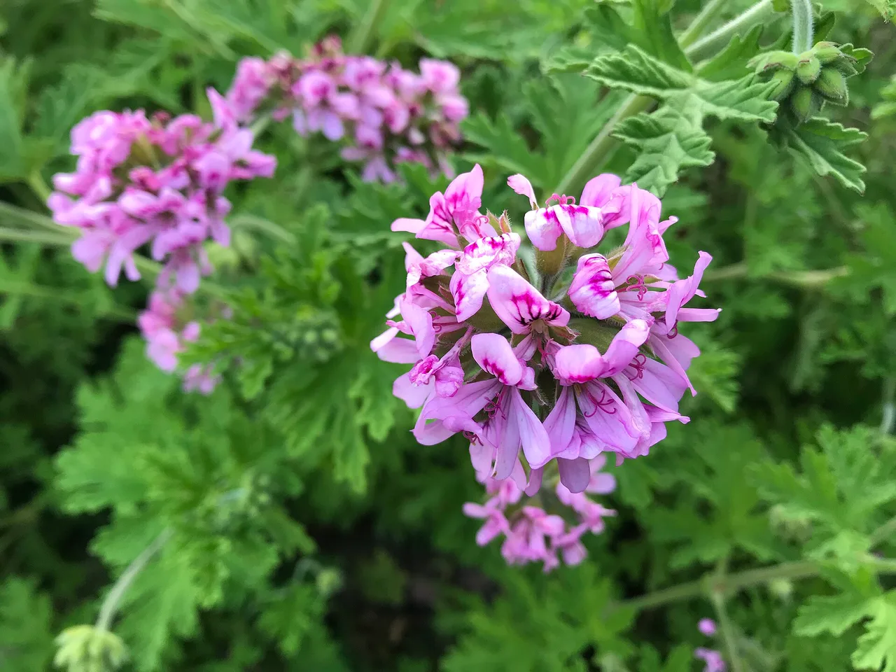 Scented Pelargonium (Pelargonium graveolens)