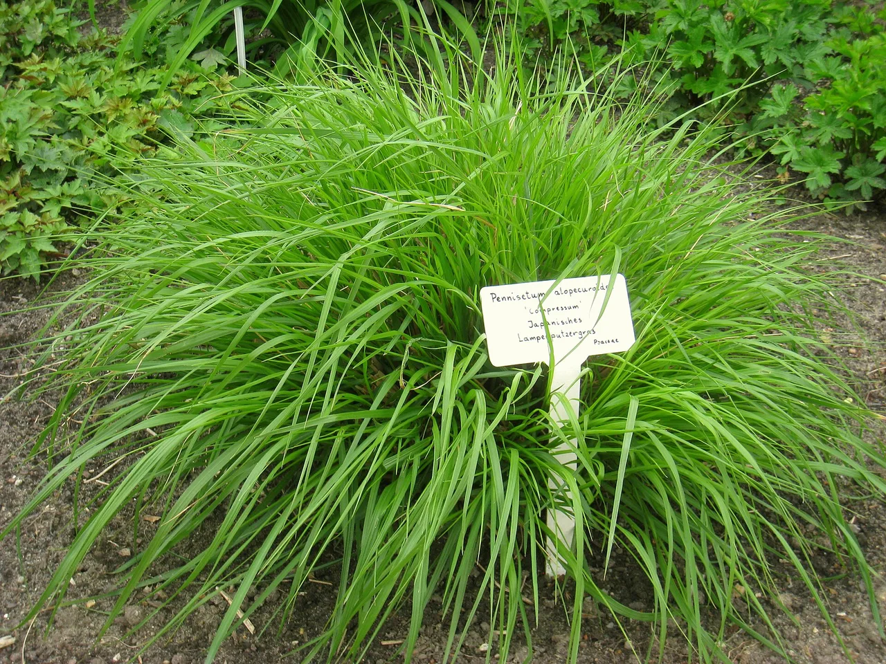 Fountain Grass (Pennisetum alopecuroides)