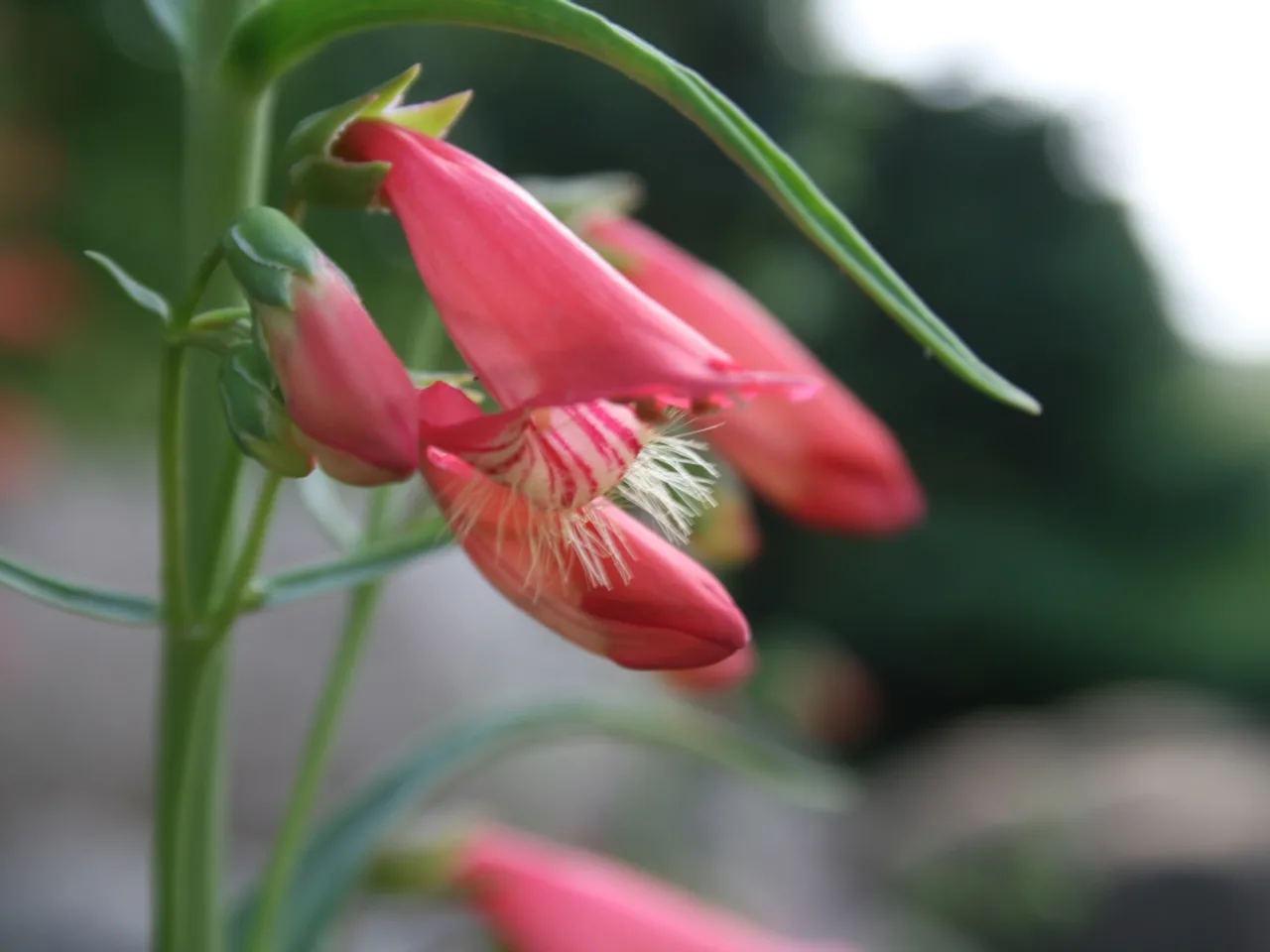 Penstemon (Penstemon barbatus)