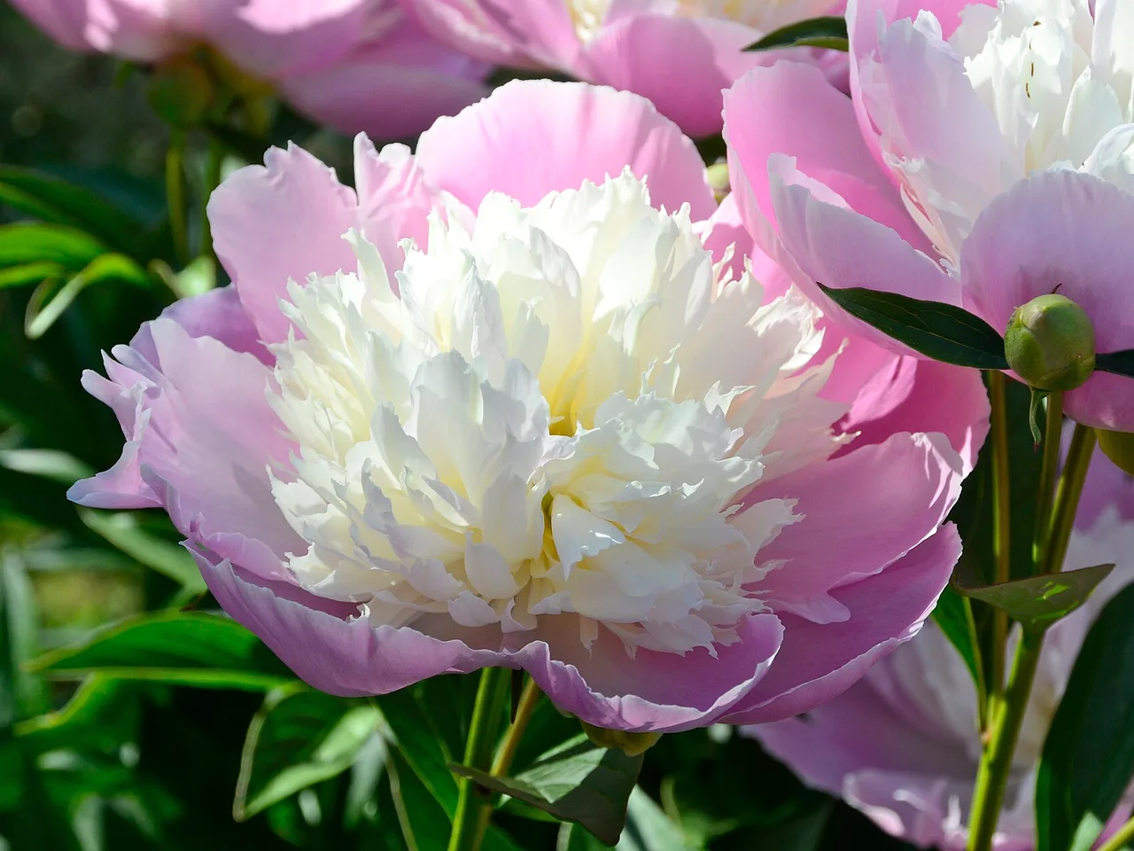 Peony (Paeonia lactiflora)