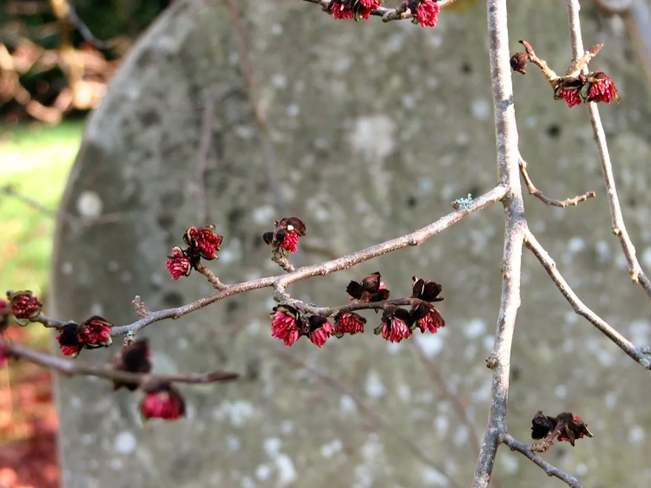 Persian Ironwood (Parrotia persica)