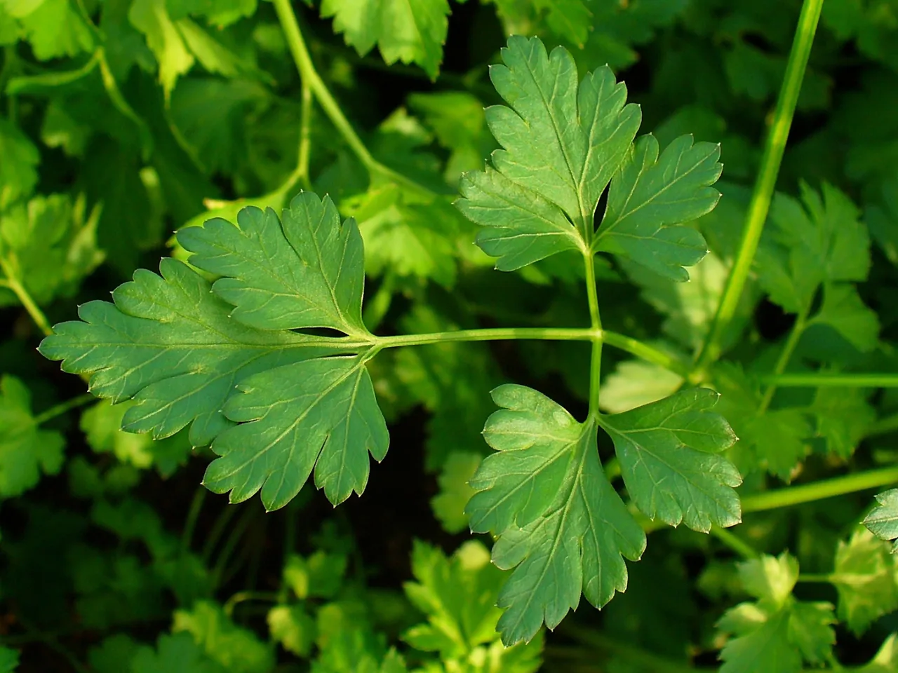 Parsley (Petroselinum crispum)