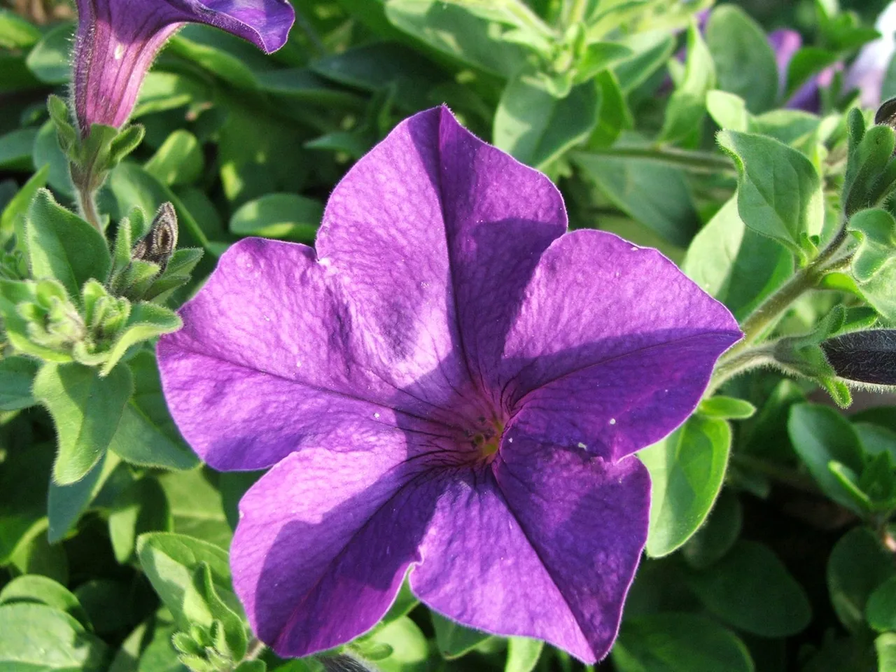 Petunia (Petunia x atkinsiana)