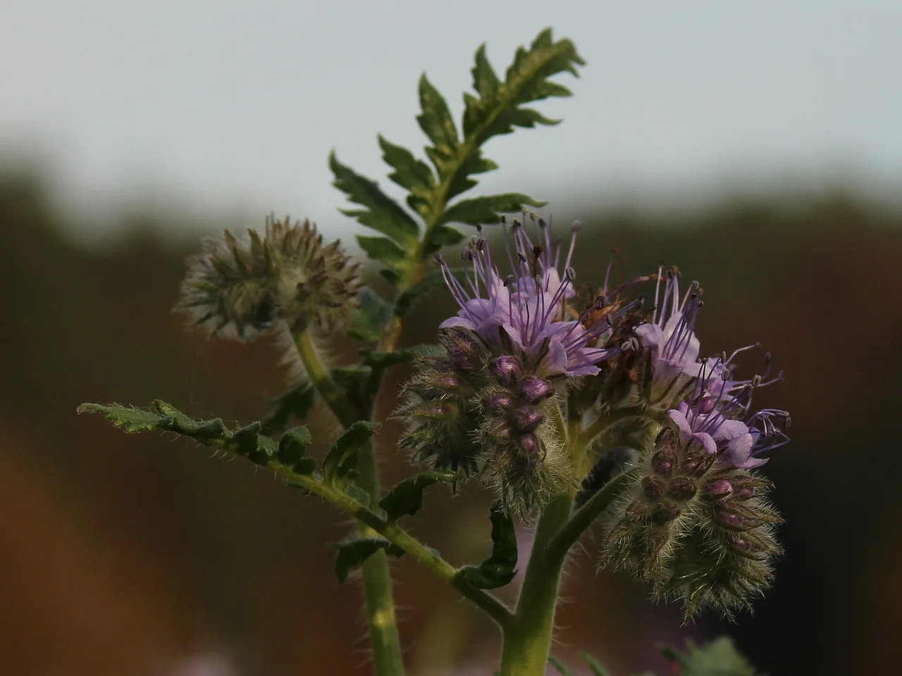 Phacelia (Phacelia tanacetifolia)