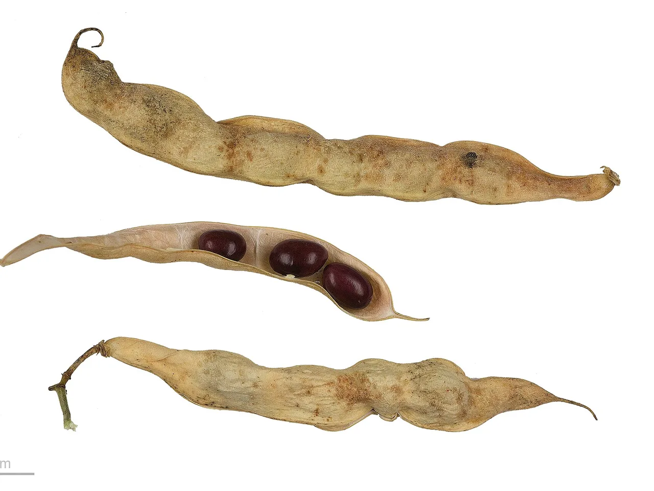 French Bean (Phaseolus vulgaris)