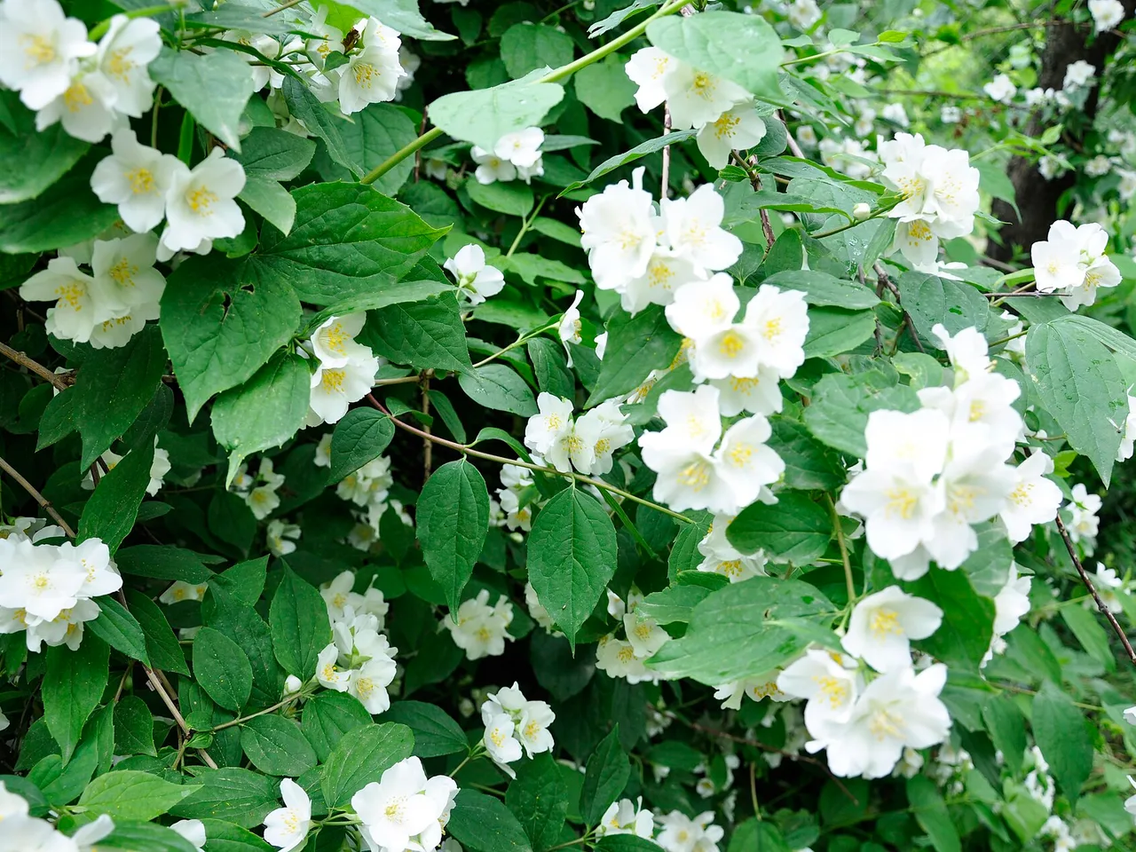 Mock Orange (Philadelphus coronarius)