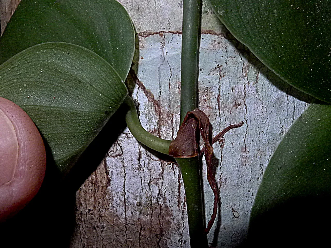 Philodendron (Philodendron hederaceum)