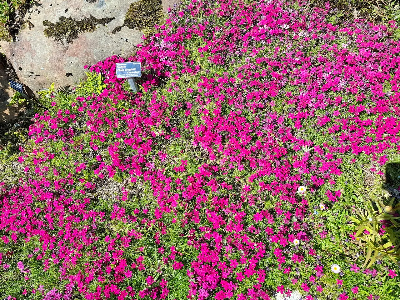 Alpine Phlox (Phlox douglasii)