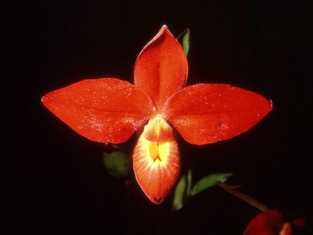 Phragmipedium (Phragmipedium besseae)