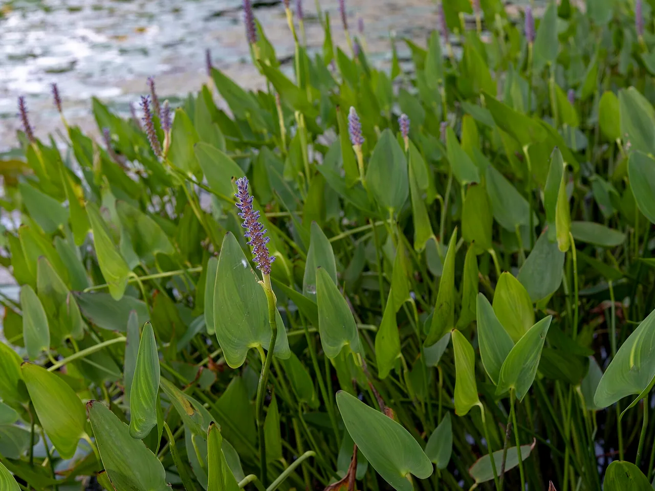 Pickerelweed (Pontederia cordata)