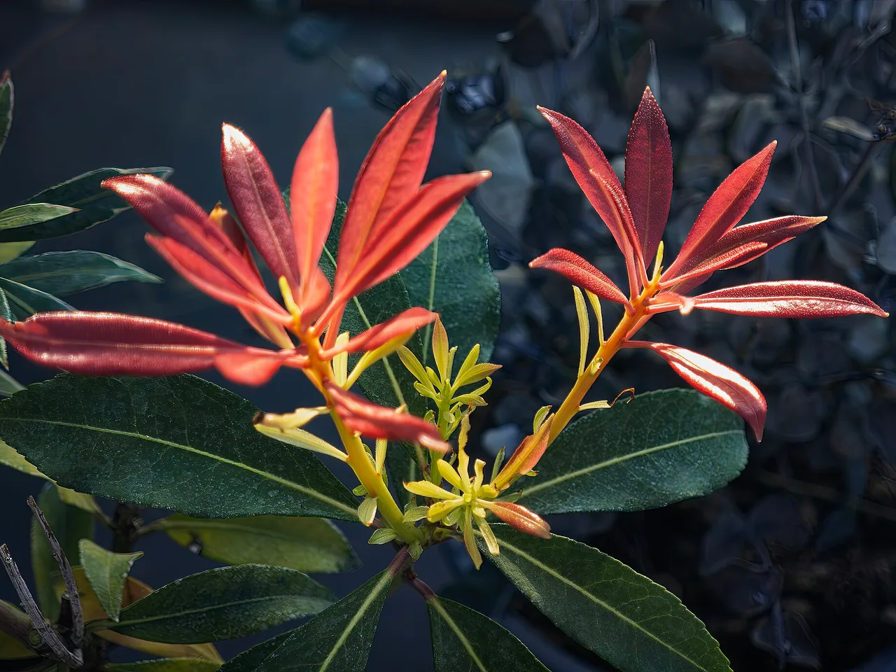 Pieris (Pieris japonica)