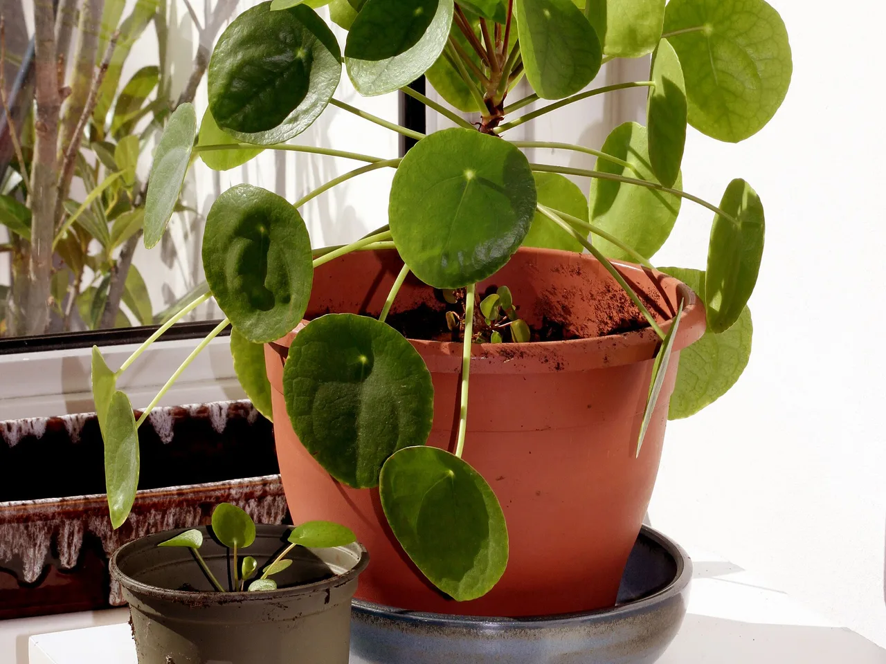 Chinese Money Plant (Pilea peperomioides)
