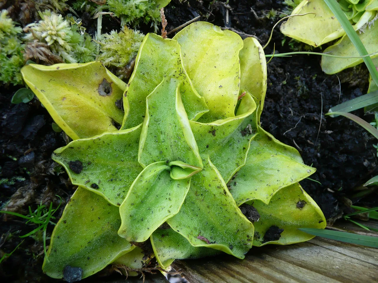 Butterwort (Pinguicula grandiflora)
