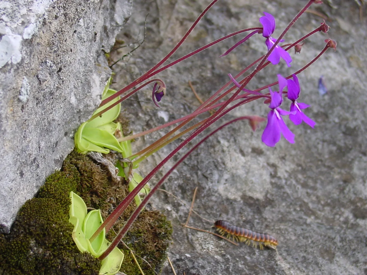 Mexican Butterwort (Pinguicula moranensis)