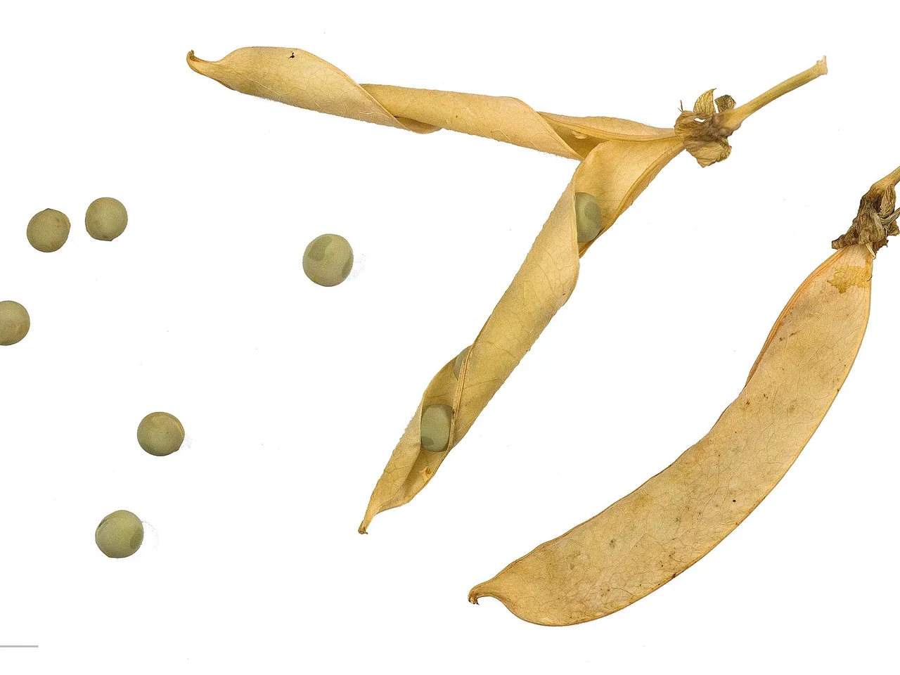 Garden Pea (Pisum sativum)