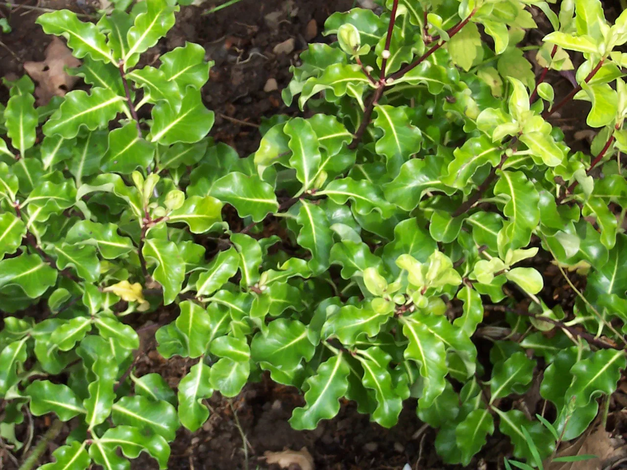 Pittosporum (Pittosporum tenuifolium)