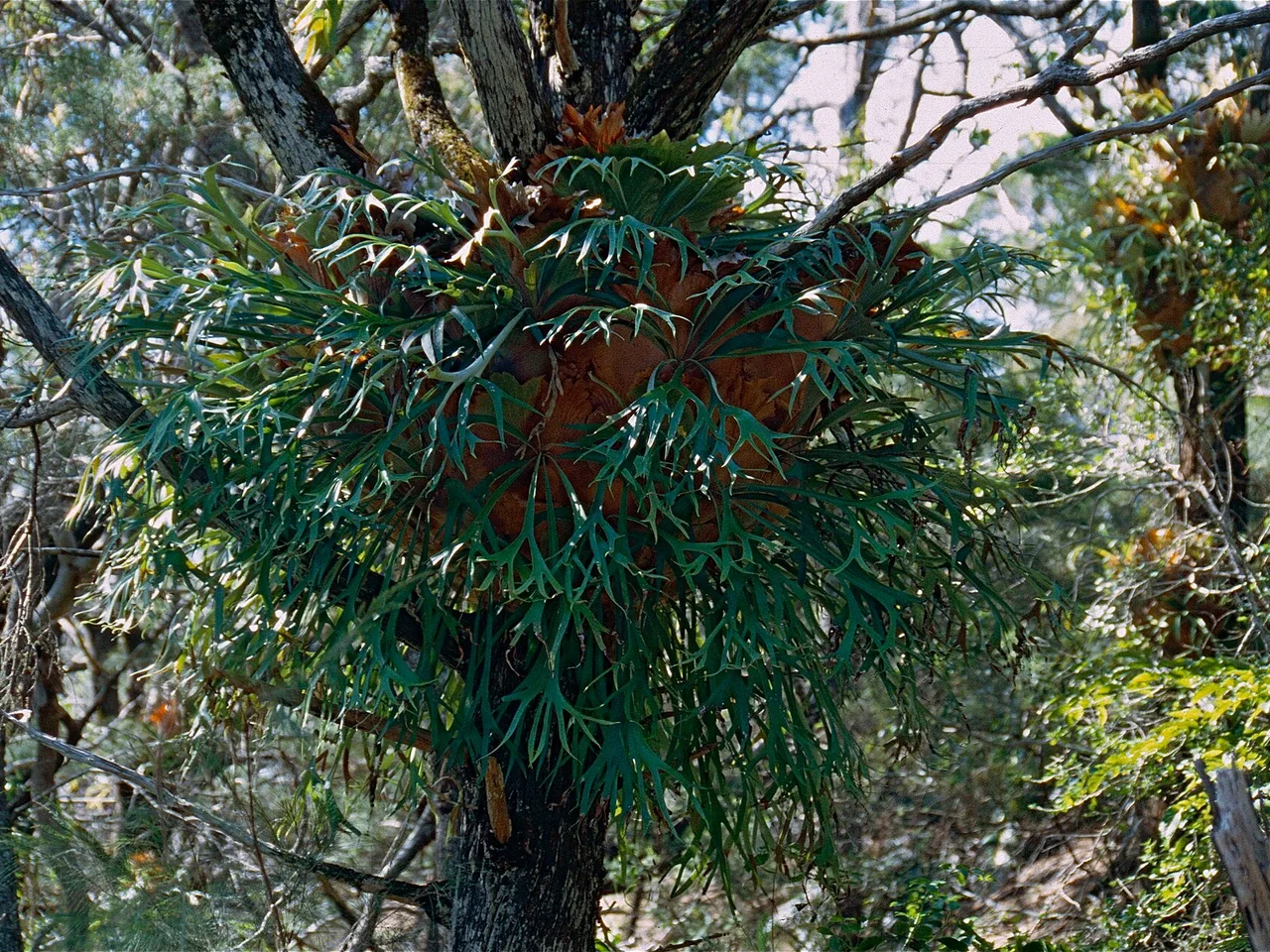 Staghorn Fern (Platycerium bifurcatum)