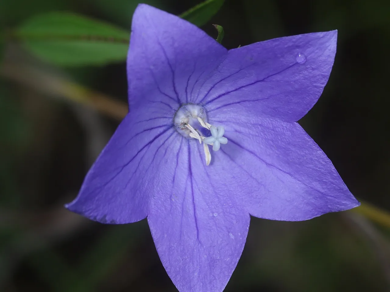 Balloon Flower (Platycodon grandiflorus)