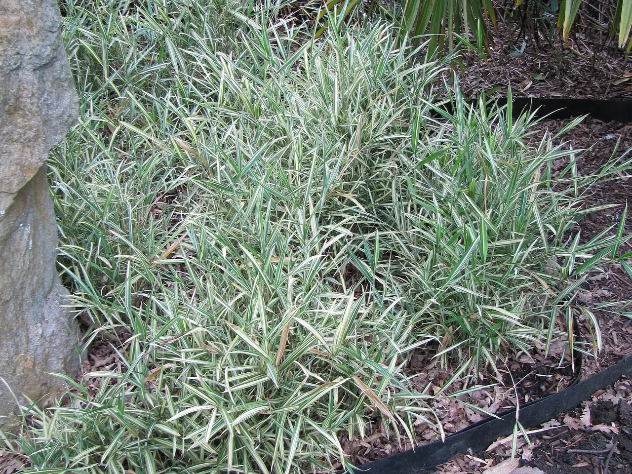 Dwarf Whitestripe Bamboo (Pleioblastus variegatus)