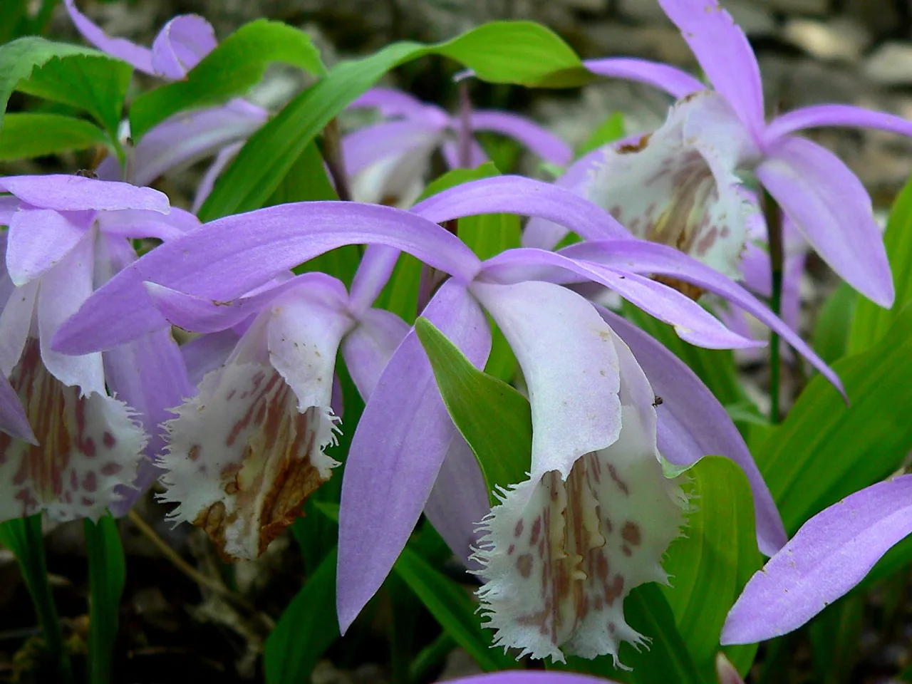 Windowsill Orchid (Pleione formosana)