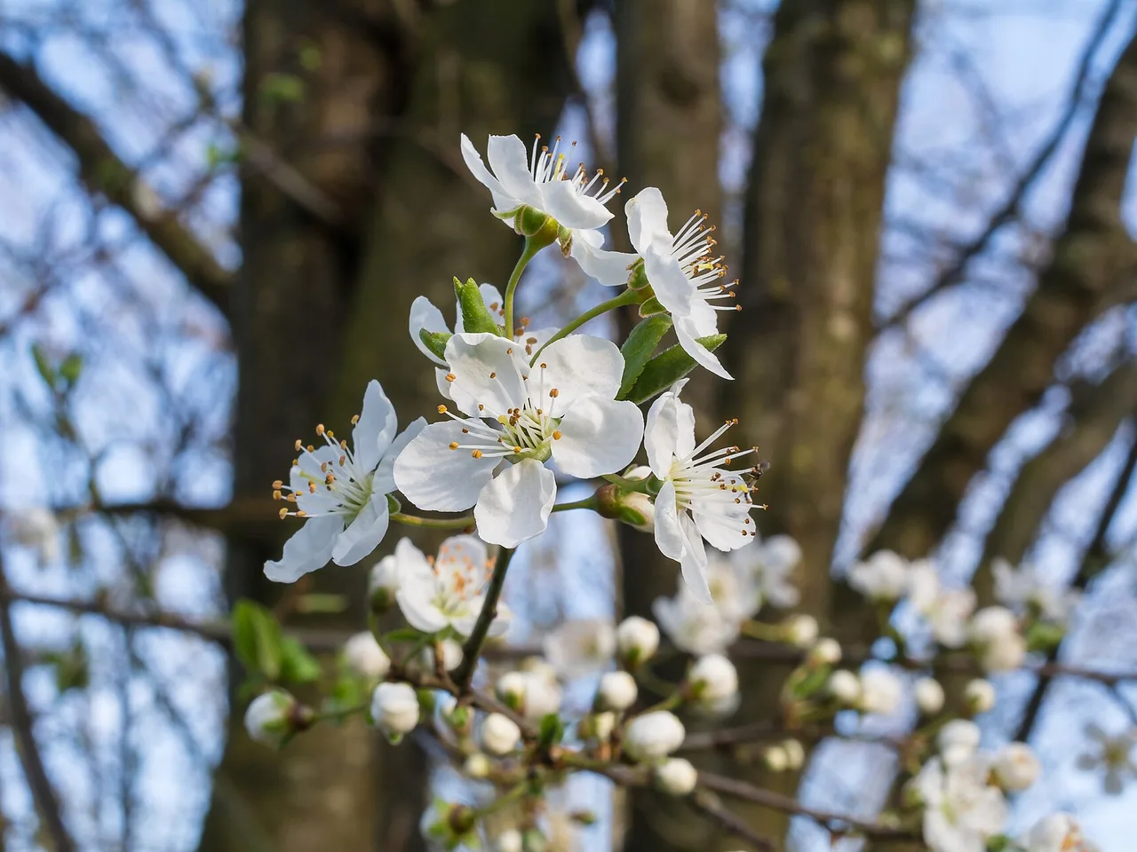 Plum (Prunus domestica)
