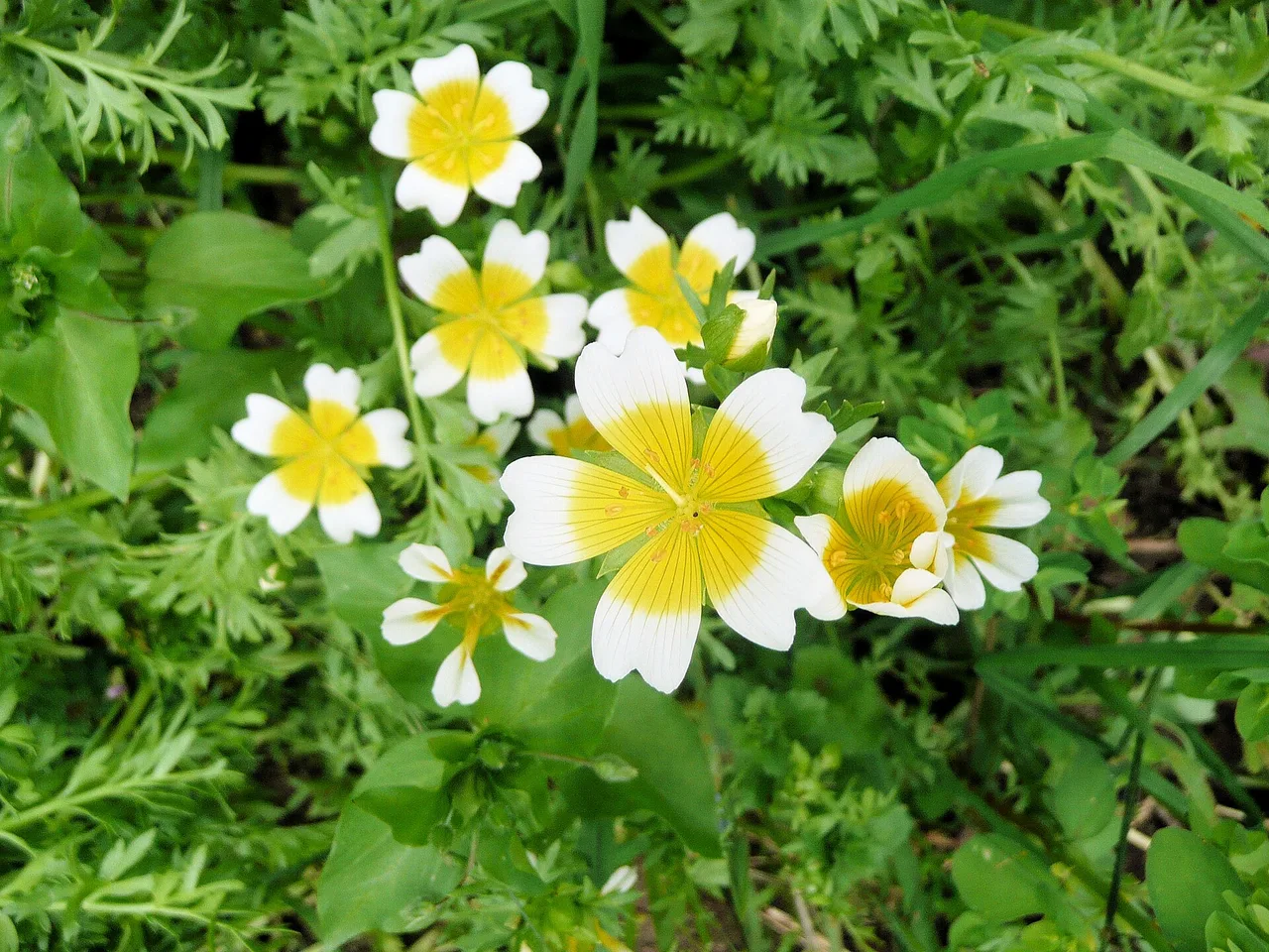 Poached Egg Plant (Limnanthes douglasii)