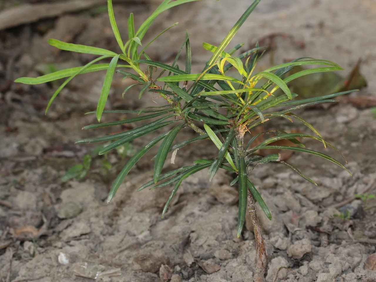 Podocarpus (Podocarpus macrophyllus)