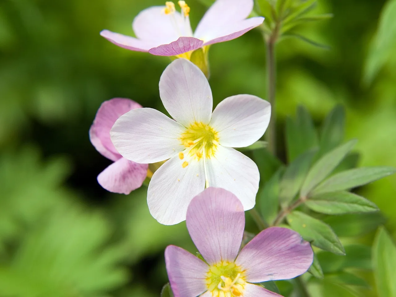 Jacob Ladder (Polemonium caeruleum)