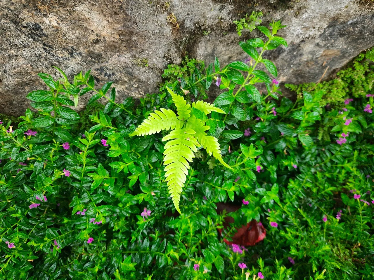 Soft Shield Fern (Polystichum setiferum)