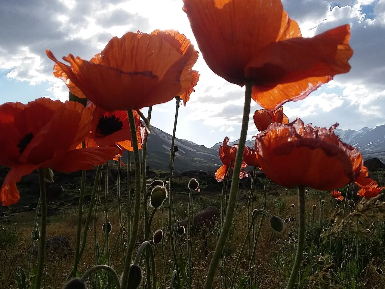 Field Poppy (Papaver rhoeas)