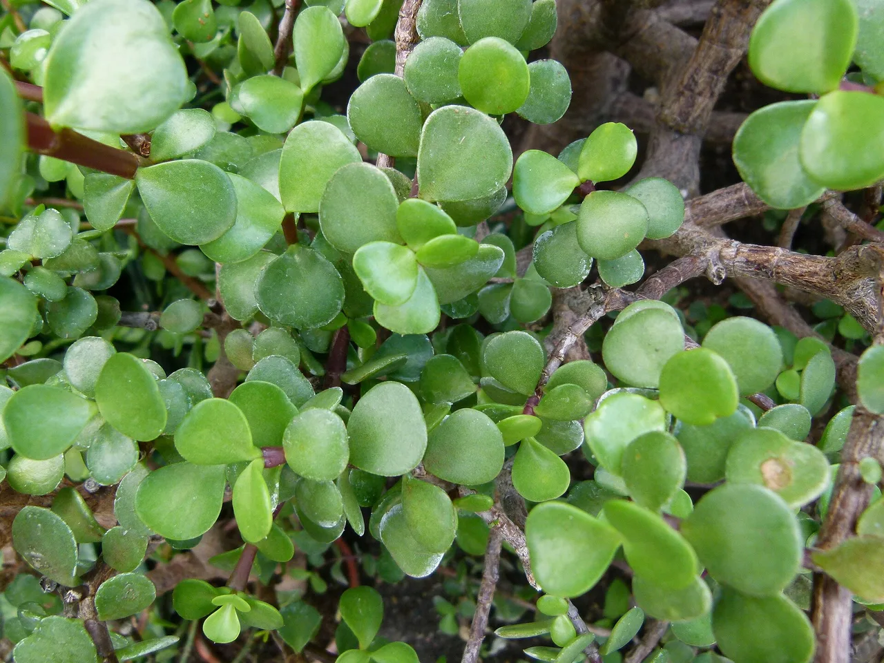 Elephant Bush (Portulacaria afra)