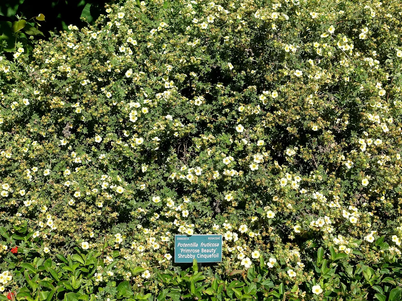 Shrubby Cinquefoil (Potentilla fruticosa)