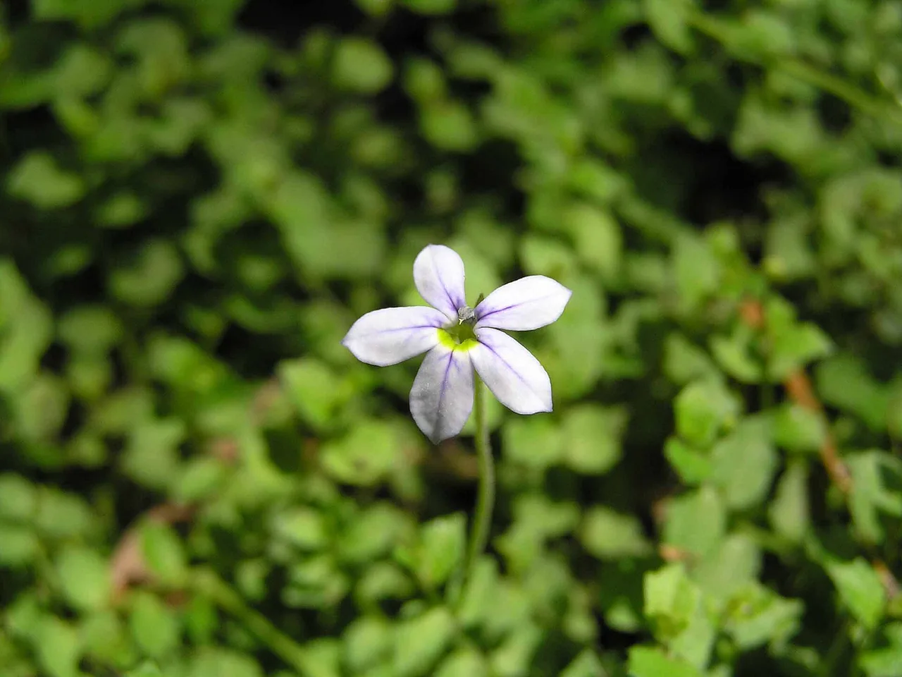 Blue Star Creeper (Isotoma fluviatilis)