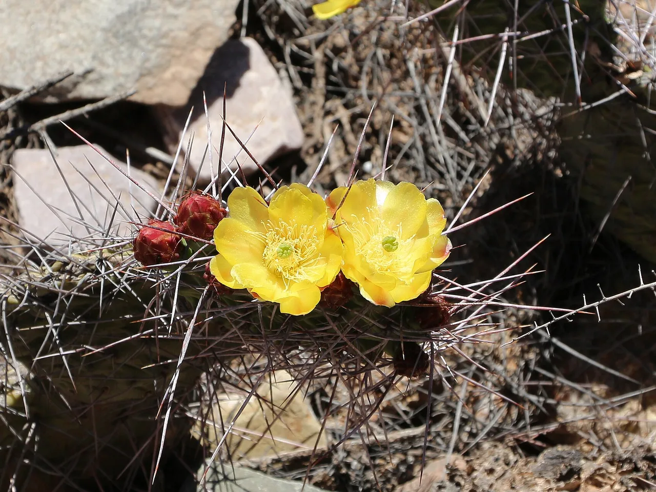 Prickly Pear (Opuntia ficus-indica)
