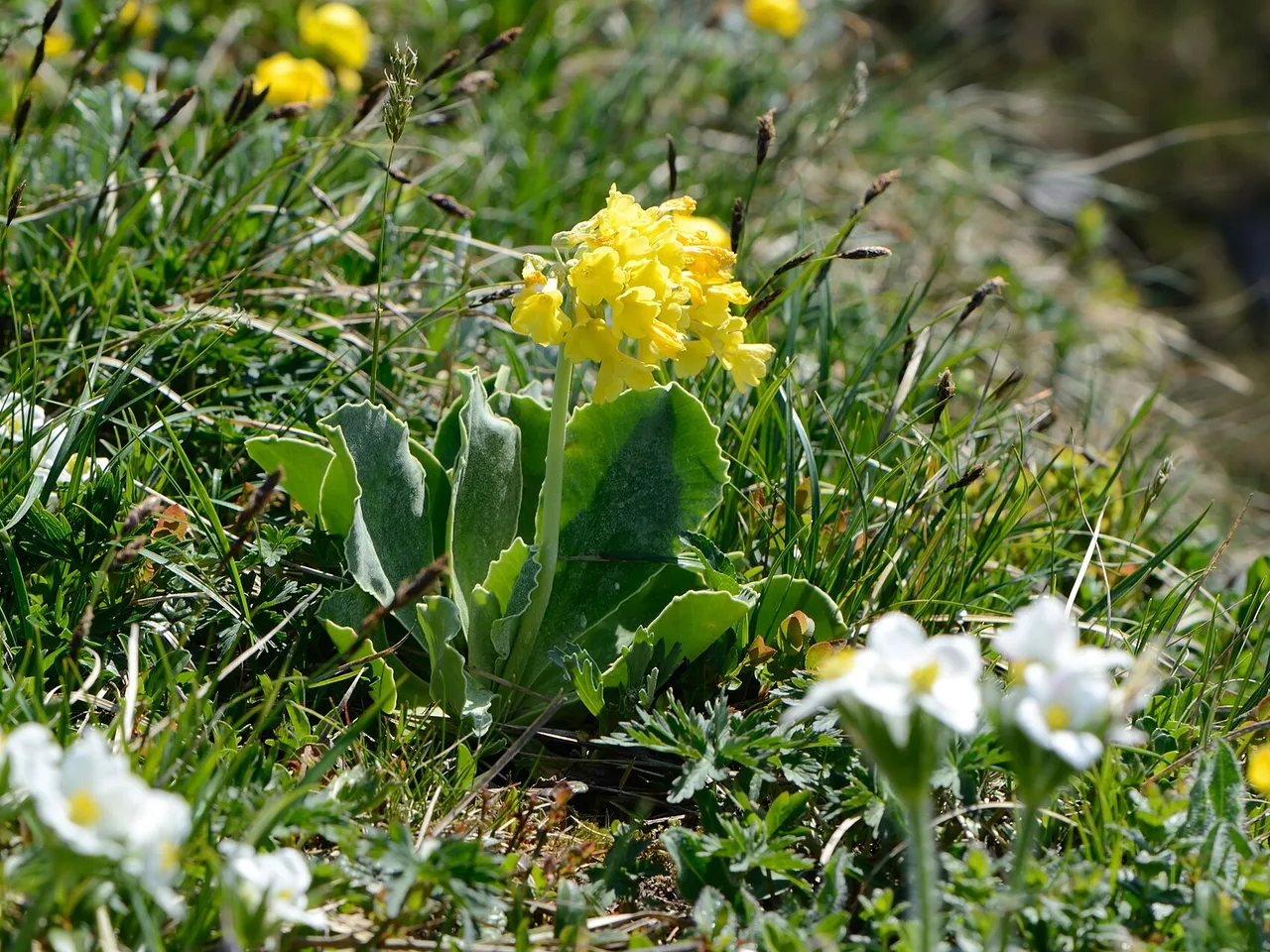 Auricula (Primula auricula)