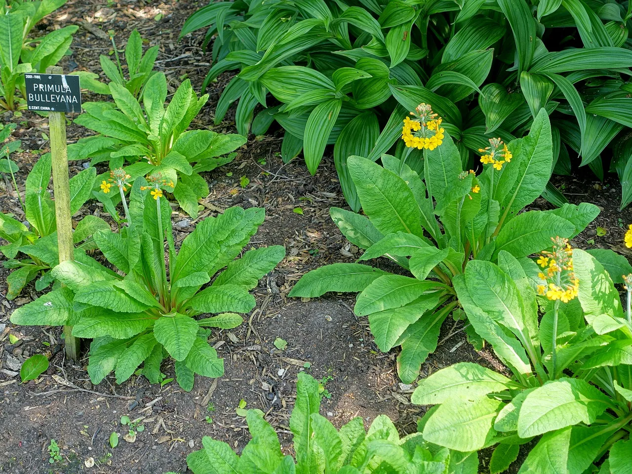 Candelabra Primula (Primula bulleyana)