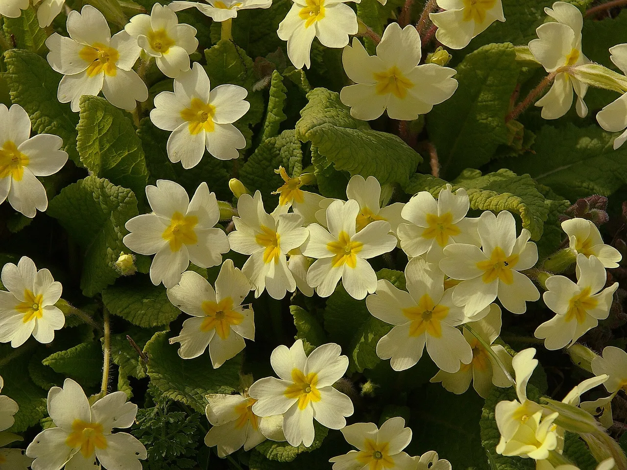Primrose (Primula vulgaris)