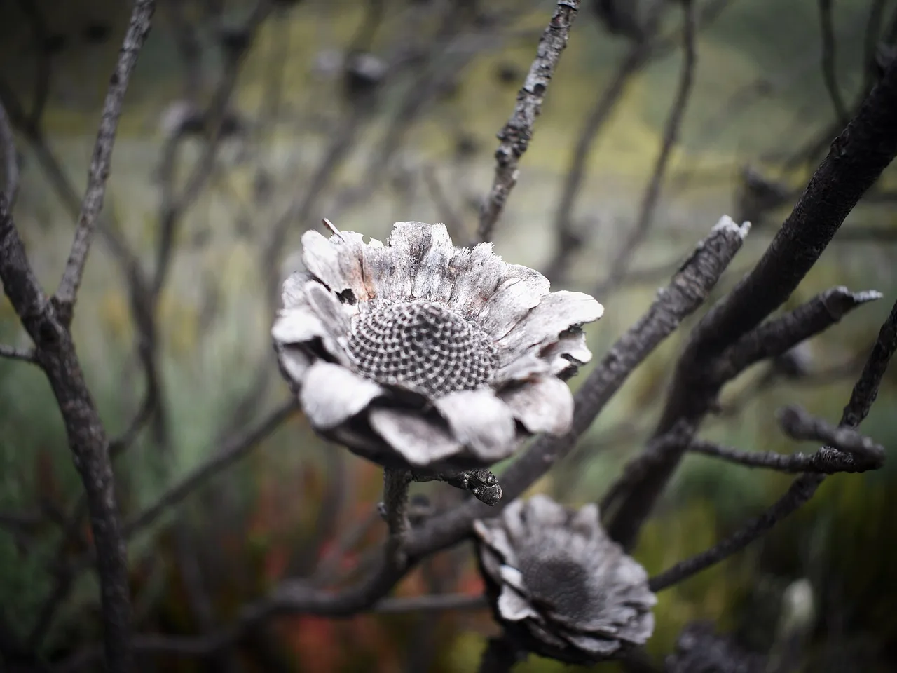 King Protea (Protea cynaroides)