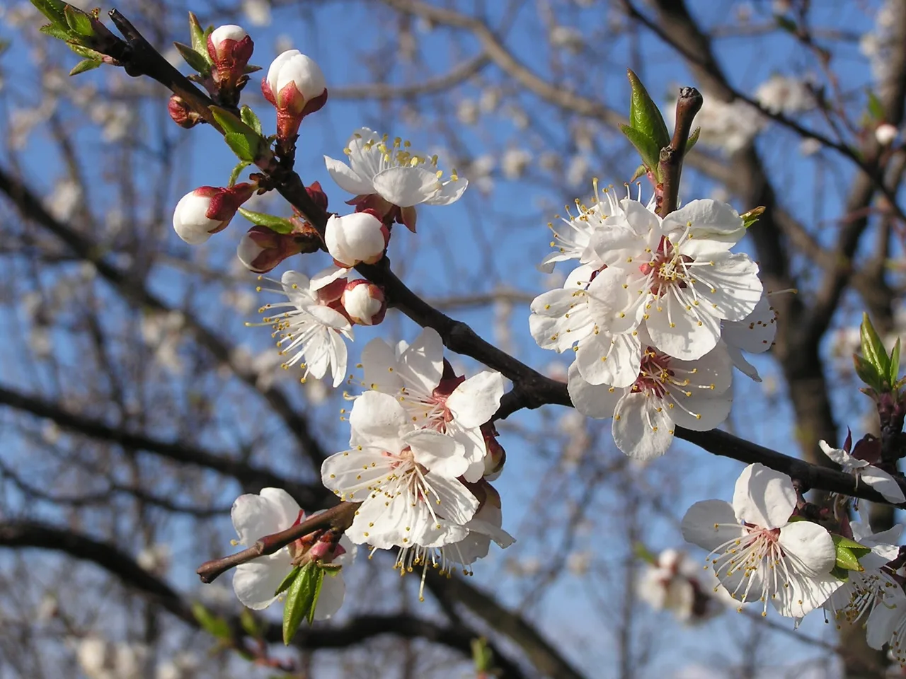 Apricot (Prunus armeniaca)