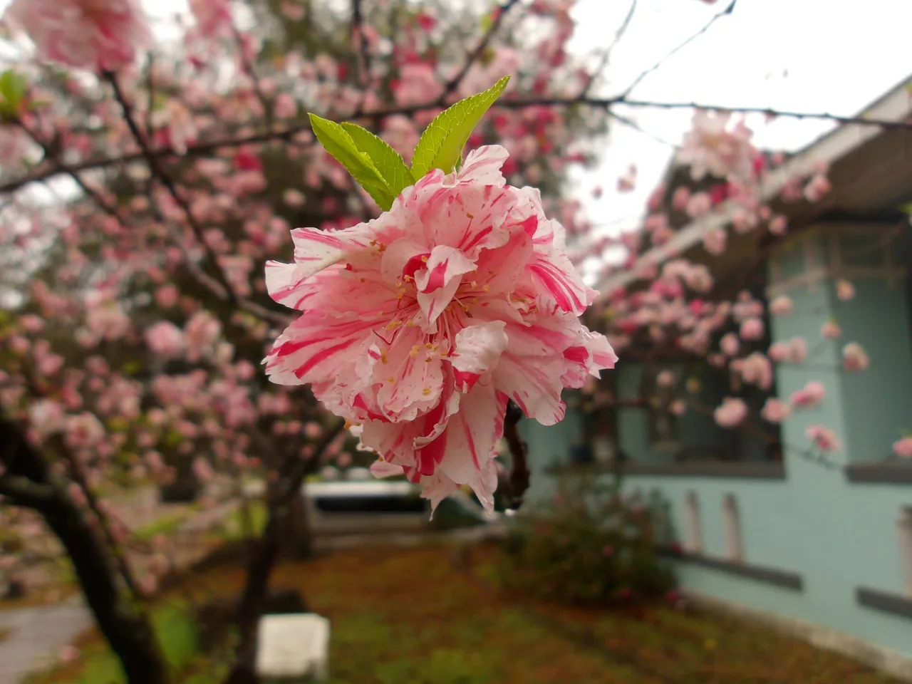 Peach (Prunus persica)
