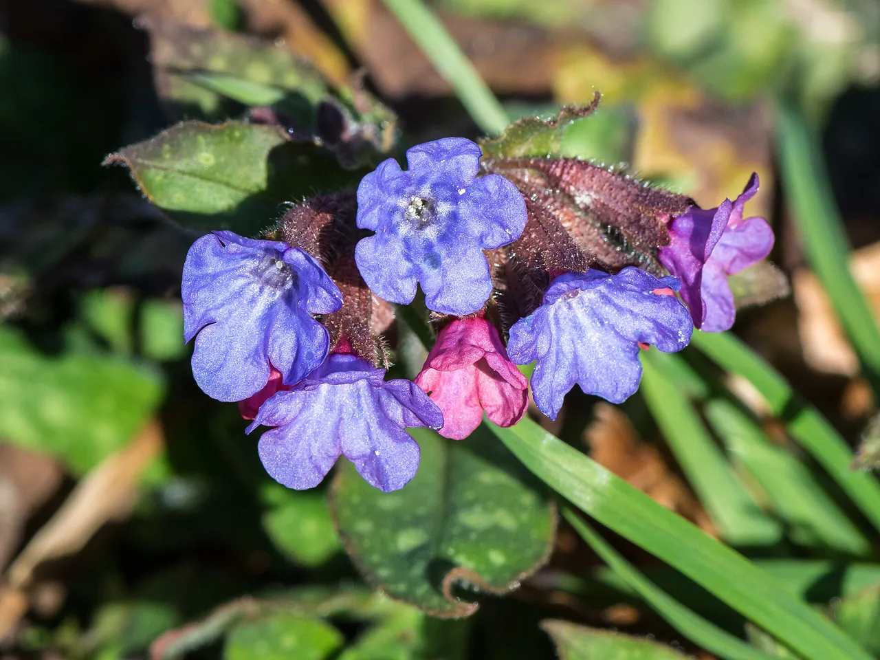 Lungwort (Pulmonaria officinalis)