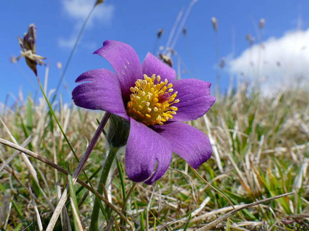 Pasque Flower (Pulsatilla vulgaris)