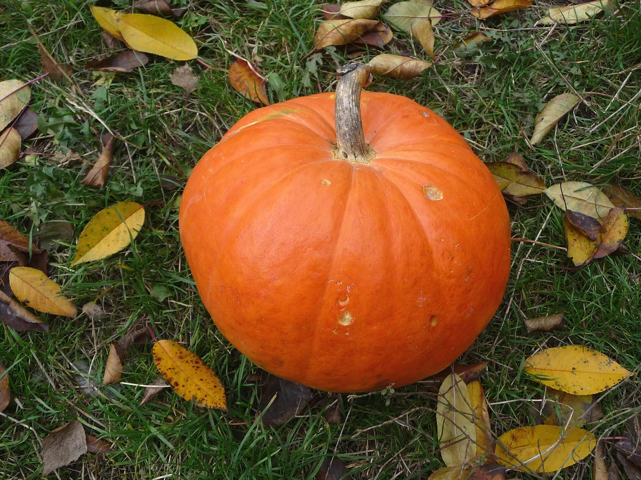 Pumpkin (Cucurbita maxima)