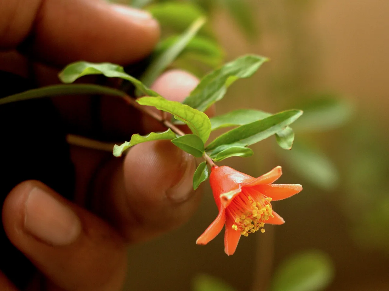 Pomegranate (Punica granatum)