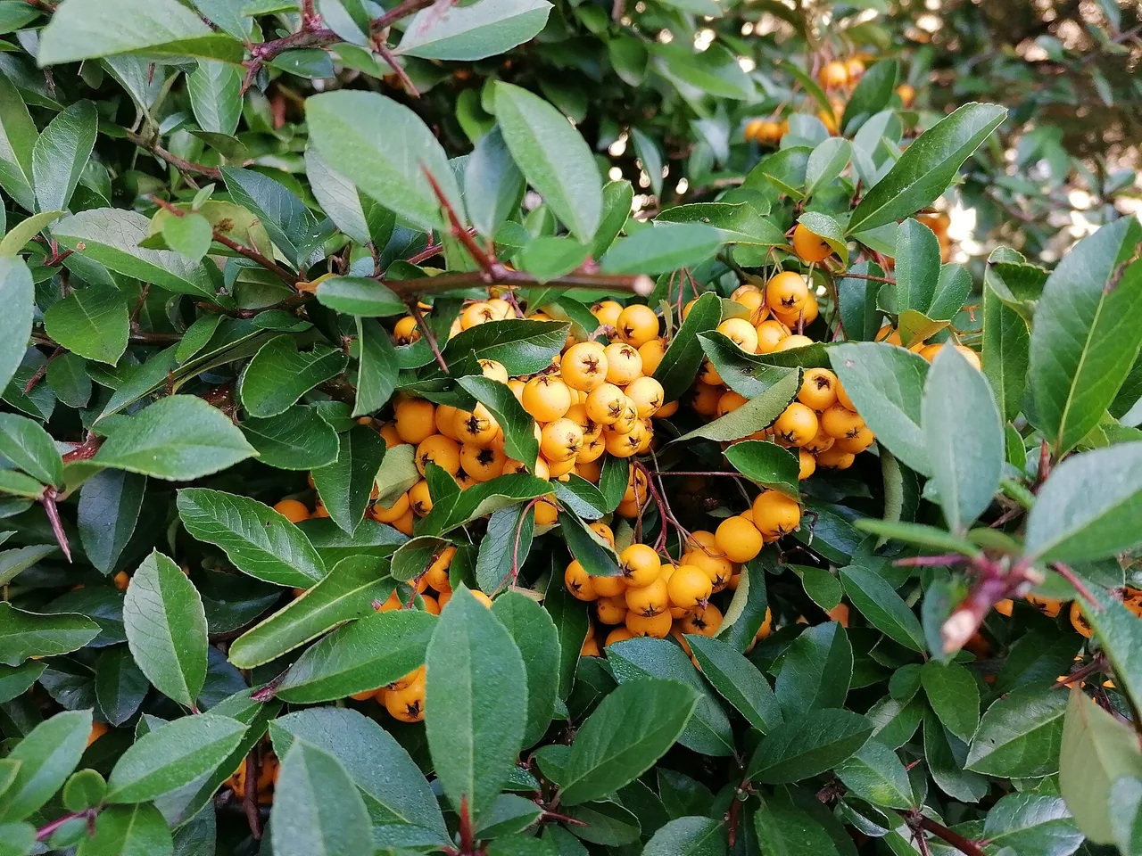 Firethorn (Pyracantha coccinea)