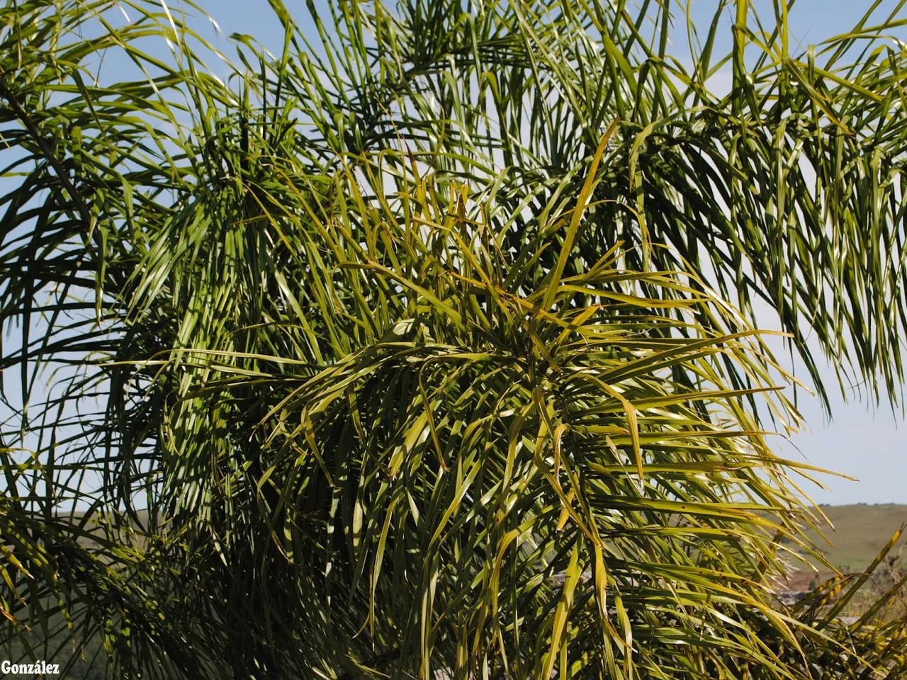 Queen Palm (Syagrus romanzoffiana)