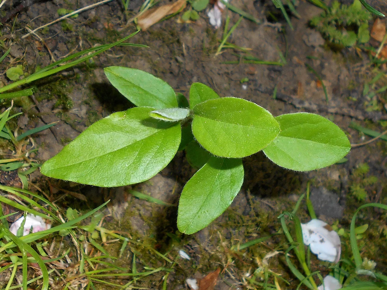 Quince (Cydonia oblonga)
