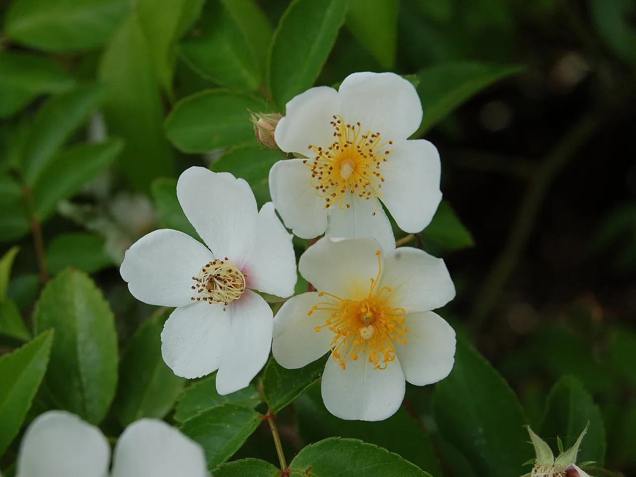 Rambling Rose (Rosa filipes)
